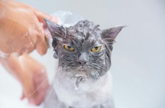pet bathing frequency guide